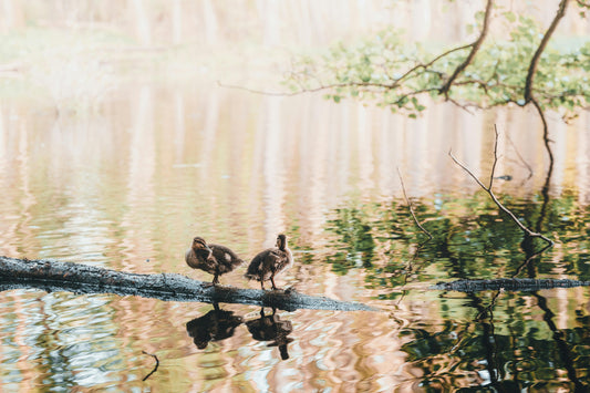 The Best Parks For Feeding Ducks And Squirrels In London